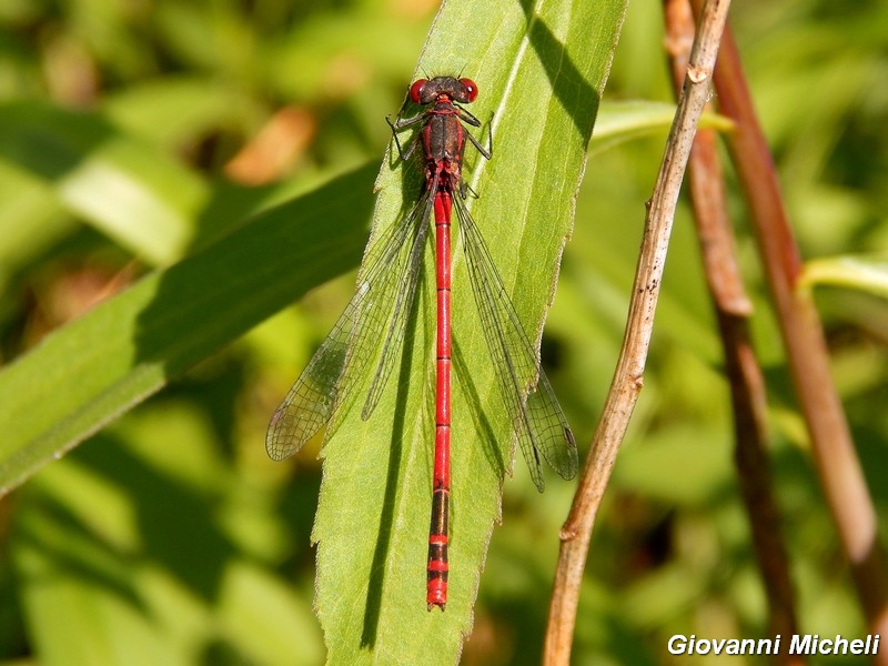 Lib.ID2: Pyrrhosoma nymphula